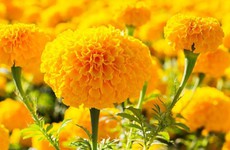 Tác dụng bất ngờ của cúc vạn thọ đối với sức khỏe