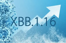 Biến thể XBB.1.16 của Omicron khiến số ca nhiễm COVID-19 tại Thái Lan gia tăng có nguy hiểm không?