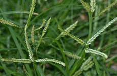 5 bài thuốc chữa bệnh quý từ cỏ mần trầu, loài cỏ dại ven đường