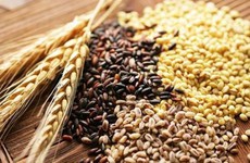 Thường xuyên ăn lúa mạch, ngũ cốc nguyên hạt giúp ngừa bệnh tiểu đường