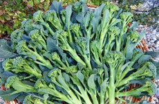 Công dụng của bông cải xanh trong ngăn chặn ung thư tuyến tiền liệt