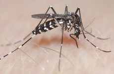 Nhận diện muỗi vằn (Aedes aegypti) - Nguyên nhân gây bệnh sốt xuất huyết