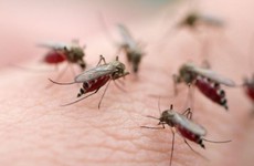Bệnh lây truyền qua muỗi và các mối nguy hại