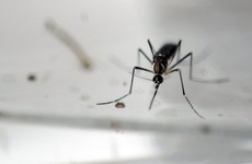 Phòng bệnh sốt xuất huyết: Bộ Y tế cho phép thả muỗi mang Wolbachia 