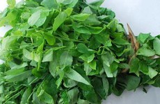 Bố mẹ sẽ bất ngờ với những bài thuốc dân gian trị tưa lưỡi đơn giản mà hiệu quả này