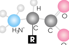 Những acid amin có chứa lưu huỳnh phổ biến