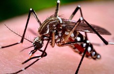 Muỗi đốt bao lâu thì bị sốt xuất huyết? Đặc điểm của muỗi vằn gây bệnh
