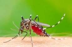 QĐ số 458/QĐ-BYT về Hướng dẫn chẩn đoán và điều trị sốt xuất huyết Dengue