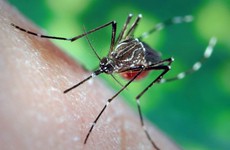 Phát hiện và xử lý điều trị sốt xuất huyết Dengue ở tuyến cơ sở khi có dịch theo hướng dẫn của BYT