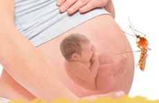 Sốt xuất huyết khi mang thai có ảnh hưởng tới thai nhi không?