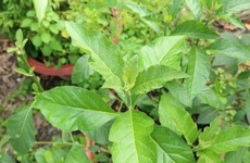 Vị thuốc dân gian: cây lá Đắng - Bài thuốc hỗ trợ điều trị đau vai gáy cho dân văn phòng
