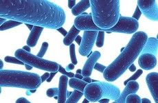 Lợi khuẩn là gì và những lợi ích với sức khỏe