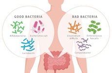7 vai trò của lợi khuẩn đối với sức khỏe con người