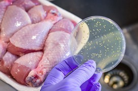 Thực phẩm nào có thể nhiễm khuẩn Salmonella - nguyên nhân được hướng đến trong vụ ngộ độc tại trường iSchool Nha Trang?
