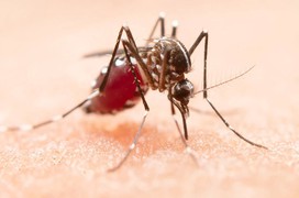 Các triệu chứng của sốt xuất huyết Dengue so với sốt Chikungunya khác nhau như thế nào?