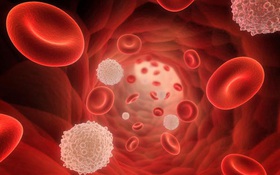 Hemoglobin là gì? Chỉ số Hemoglobin cao có ý nghĩa gì? Chỉ số Hemoglobin thấp nghĩa là gì?