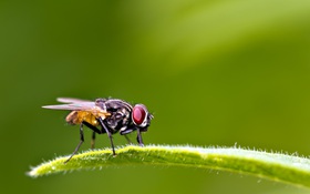Nguy cơ mắc bệnh lây từ ruồi mùa hè tăng lên, cần phải làm gì?