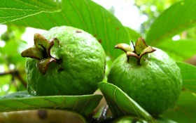 4 loại trái cây gây táo bón 