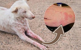 8 loại bệnh bạn có thể bị lây nhiễm từ thú nuôi và cách phòng ngừa