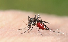 Bệnh sốt xuất huyết dengue và những hiểu lầm tai hại