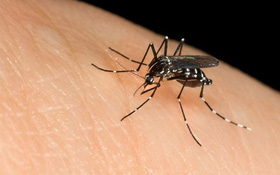 Mách bạn cách nhận diện muỗi thường và muỗi truyền bệnh sốt xuất huyết