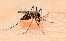Trẻ từng bị sốt xuất huyết khi bị nhiễm virus Zika có thể cho triệu chứng nhẹ hơn