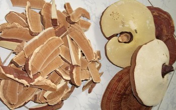 Cách dùng nấm hương, nấm linh chi giảm cholesterol máu