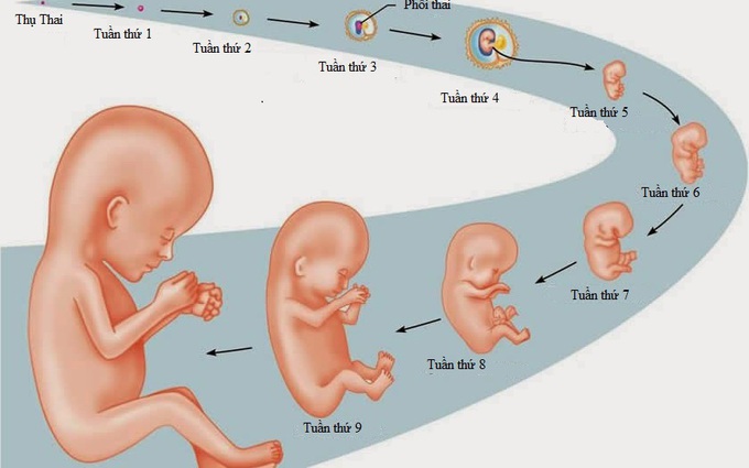 Tìm hiểu sự phát triển của thai nhi trong 3 tháng đầu thai kỳ
