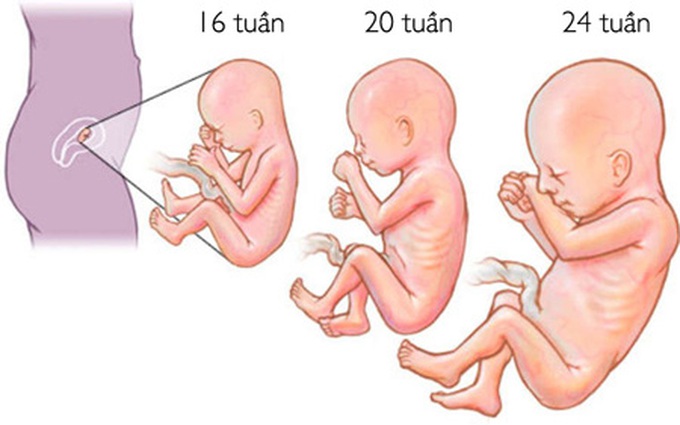 Sự phát triển của thai nhi trong 3 tháng giữa thai kỳ