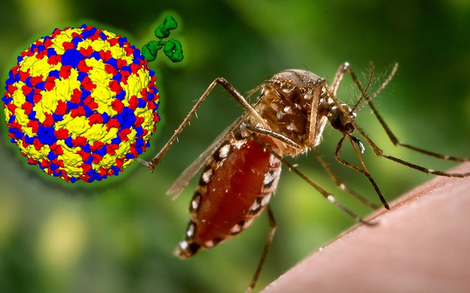 10 điều cần biết về bệnh sốt xuất huyết Dengue