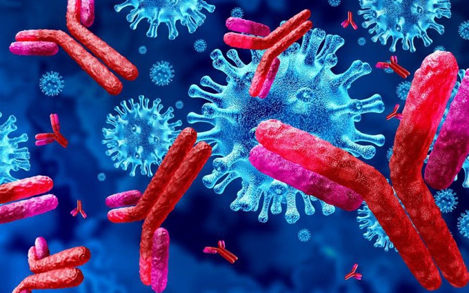 Kháng thể giúp người đã nhiễm virus SARS-CoV-2 có thể tránh tái nhiễm trong 9 tháng