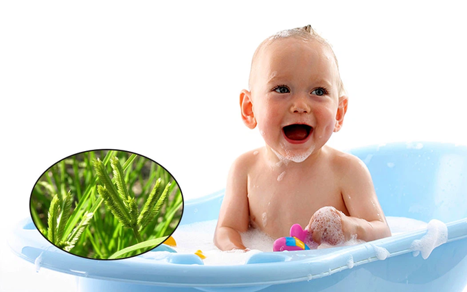 Cỏ mần trầu là cây gì? Dùng cỏ mần trầu tắm cho trẻ có tốt không?