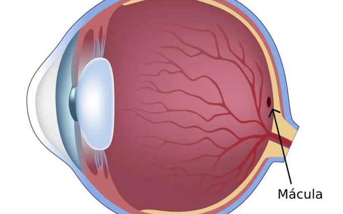Điểm vàng của mắt là gì? Cách phòng tránh thoái hóa điểm vàng của mắt