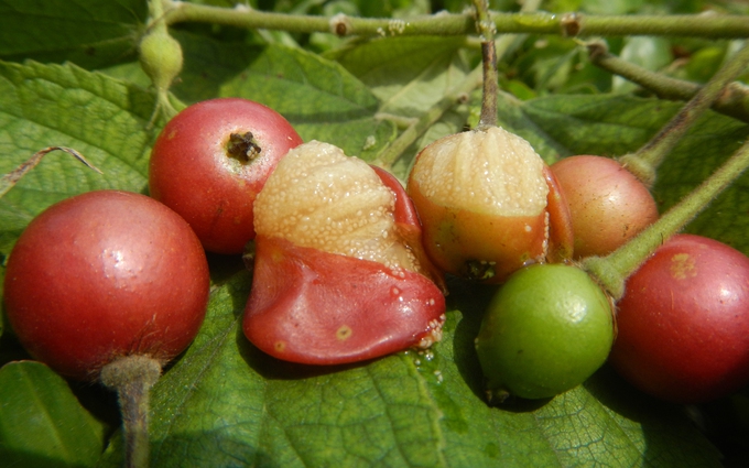 Loại quả ven đường rụng đầy gốc lại là vị thuốc quý đối với sức khỏe