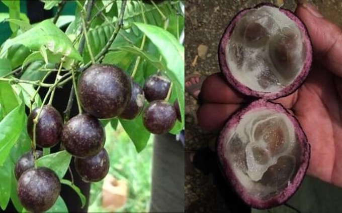 Quả hồng châu gây ngộ độc cho 11 trẻ ở Hà Giang có chứa chất kịch độc như lá ngón