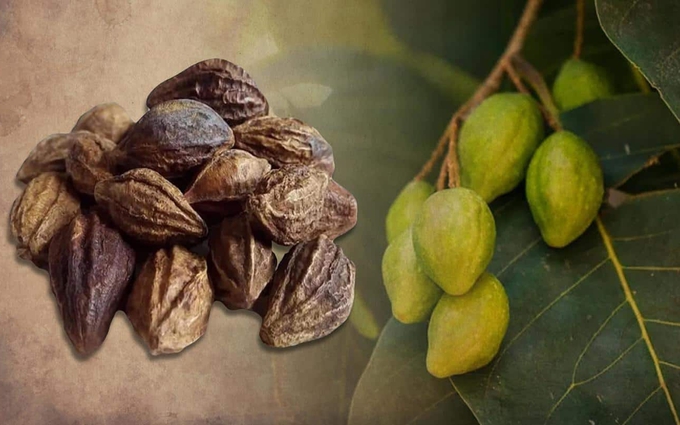 Quả kha tử: Ngâm loại quả này với mật ong trị ho rất tốt, có thể tăng cường miễn dịch và phòng bệnh nhiễm trùng