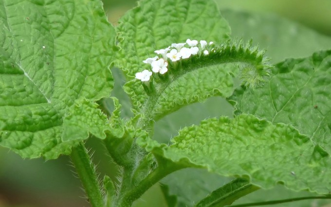 17 loại cây thuốc quý trong vườn có tác dụng chữa bệnh cực tốt
