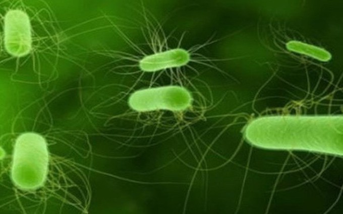 Vi khuẩn gây viêm niệu đạo ở nam giới 