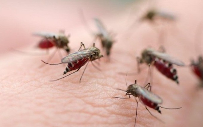 Bệnh lây truyền qua muỗi và các mối nguy hại