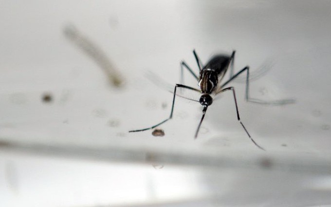 Phòng bệnh sốt xuất huyết: Bộ Y tế cho phép thả muỗi mang Wolbachia 