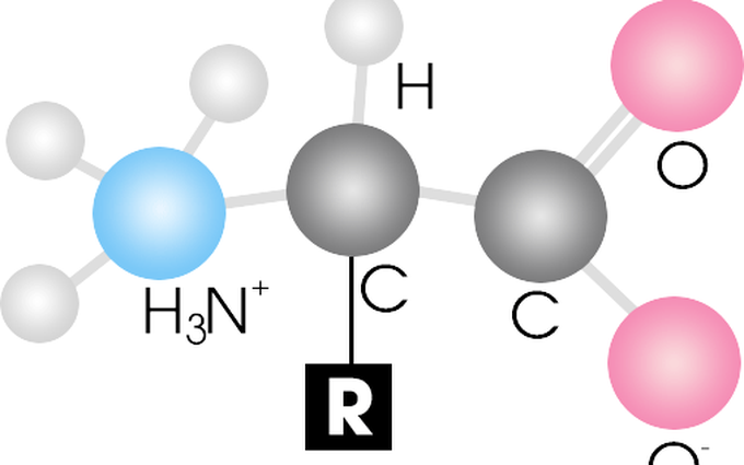 Những acid amin có chứa lưu huỳnh phổ biến
