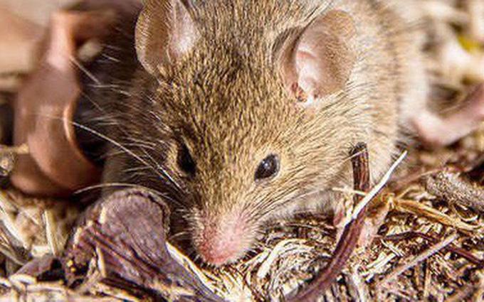 Ít nhất 11 người tử vong do lây nhiễm virus hanta nguy hiểm từ chuột