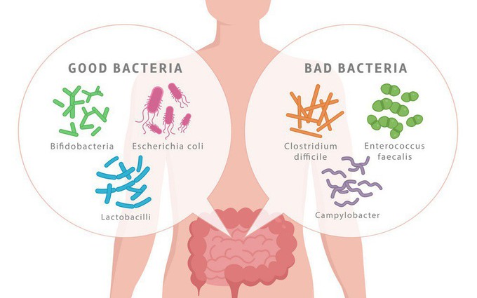 7 vai trò của lợi khuẩn đối với sức khỏe con người