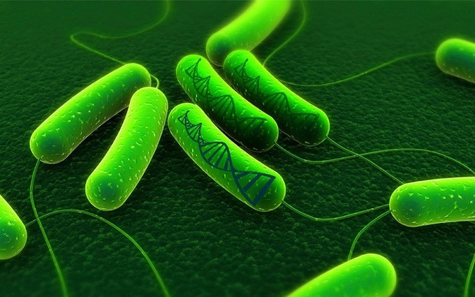 Vi khuẩn HP là gì? 5 điều cần biết về vi khuẩn HP